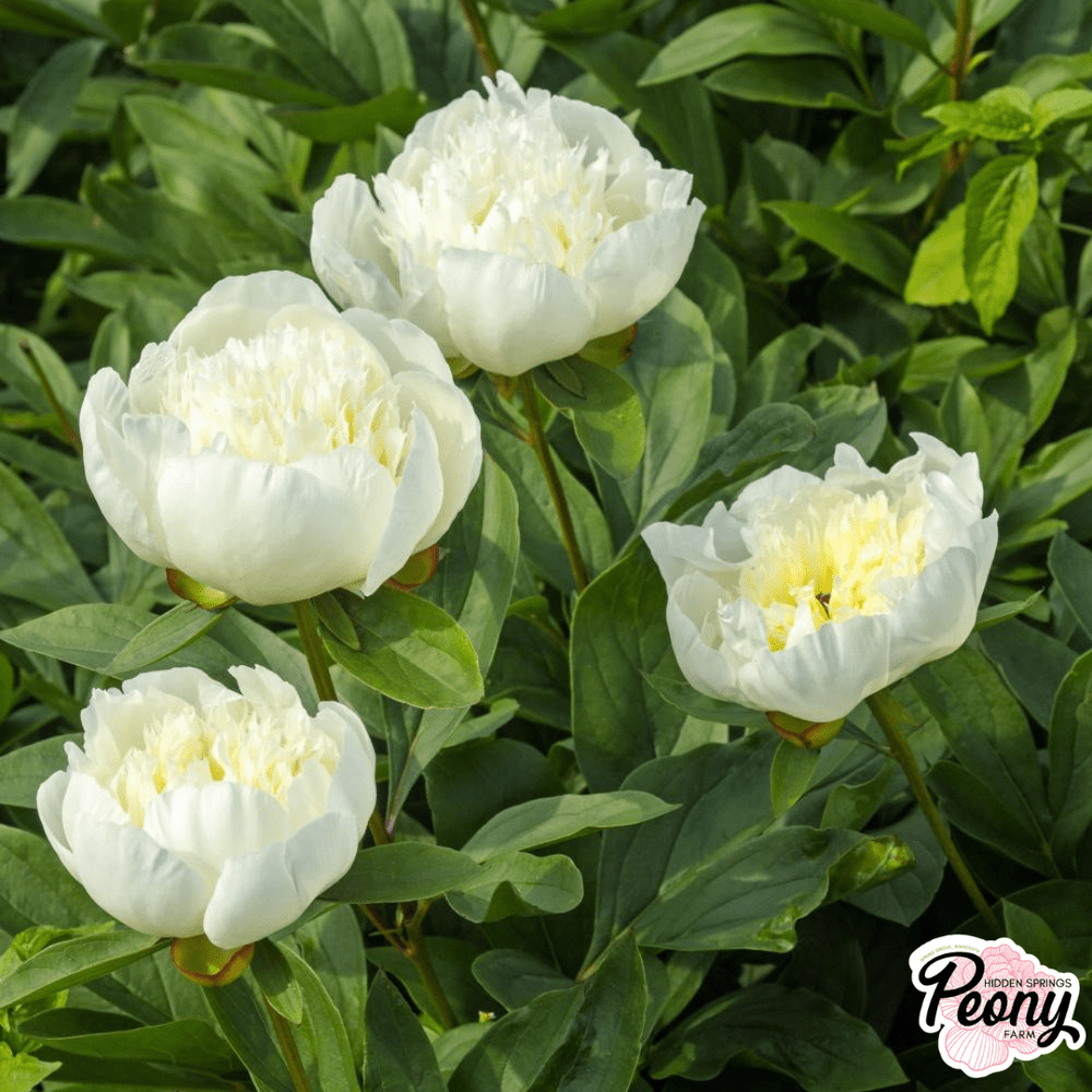 Immaculee Peony — Hidden Springs Peony Farm